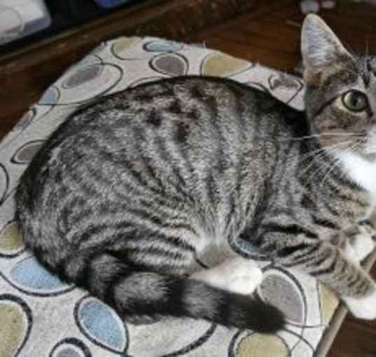 Photo of Topsy