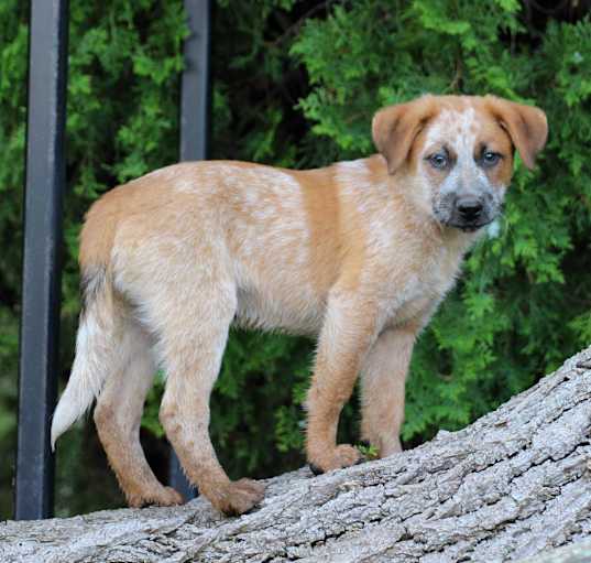 Photo of PARKER ***good with cats!***