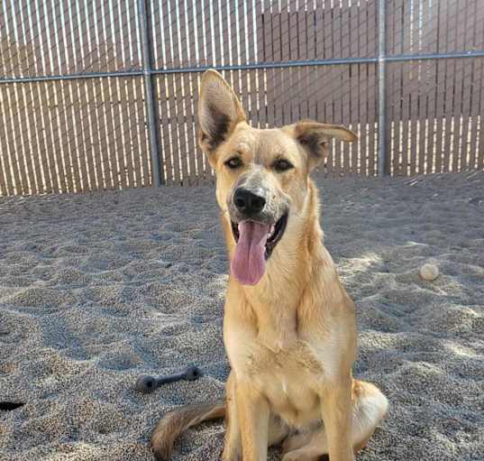 Photo of Roxy (Rockstar)