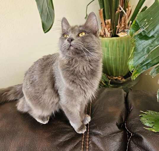 Photo of LW2 - Misty