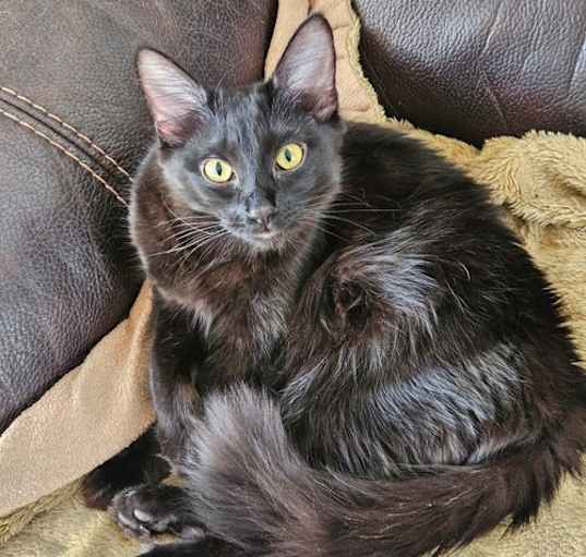 Photo of LW2 - Luna