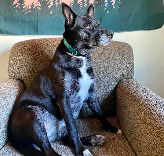Photo of Sadie