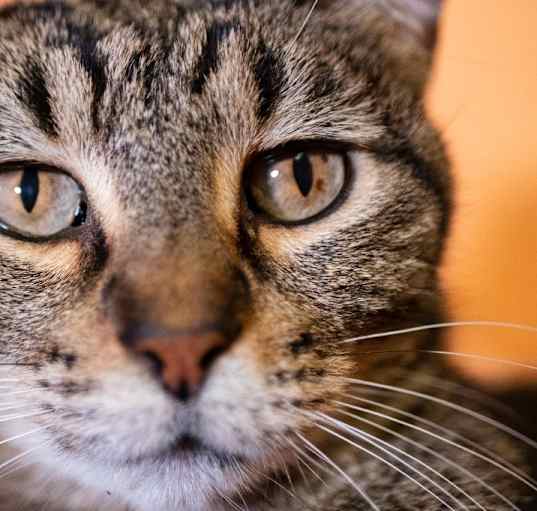 Photo of Tigger