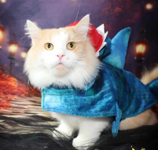Photo of Fluffernutter