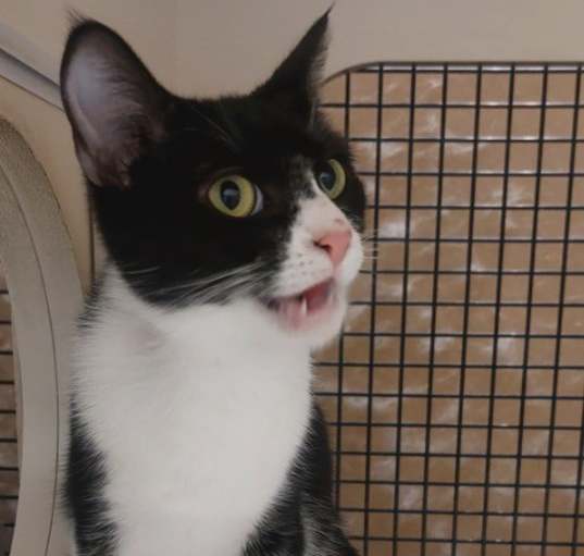 Photo of Sammie (Bonded with Dottie)