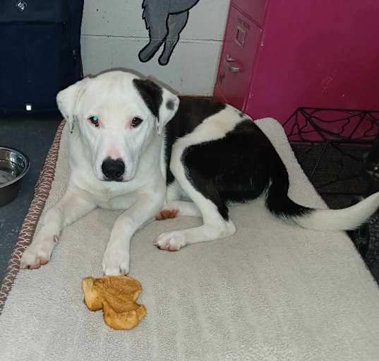 Photo of Ares