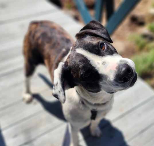 Photo of Thor