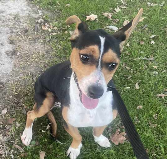 Photo of Sheldon (formerly Puppy)