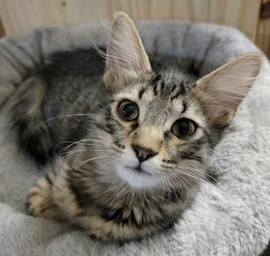 Photo of Trillium