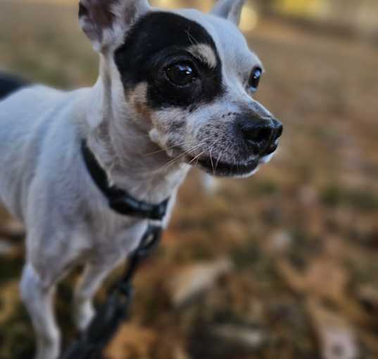Photo of Buddy