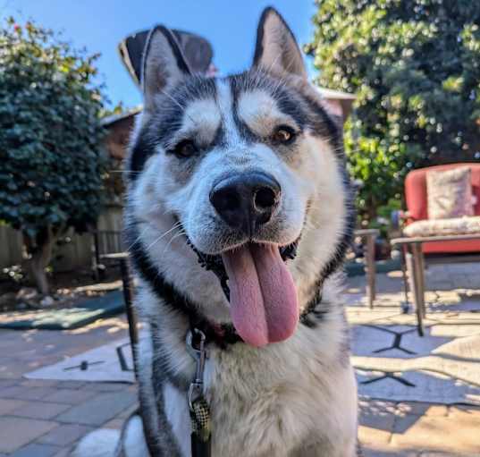Photo of Buck