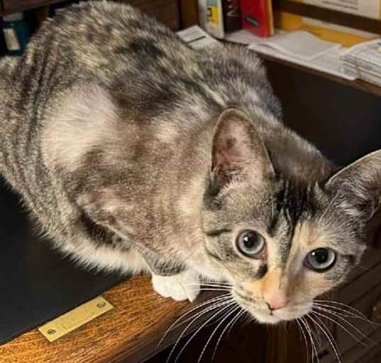 Photo of Siobhan - urgent for foster!