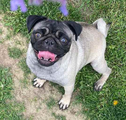 Photo of Pugsley Ann