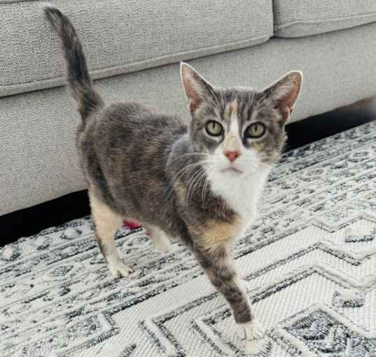 Photo of Pebbles