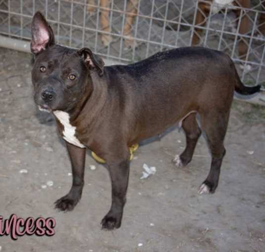 Photo of Princess
