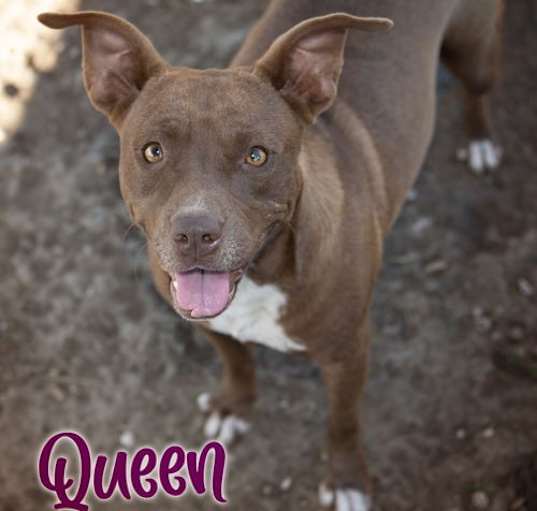 Photo of Queen