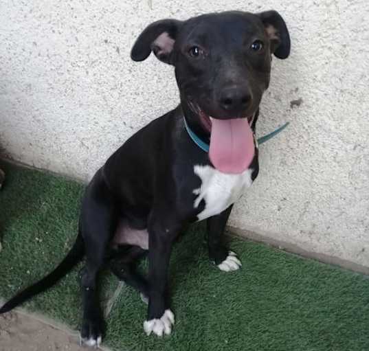 Photo of Pepito