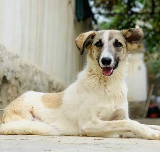 Photo of Alessandro (KSAR)