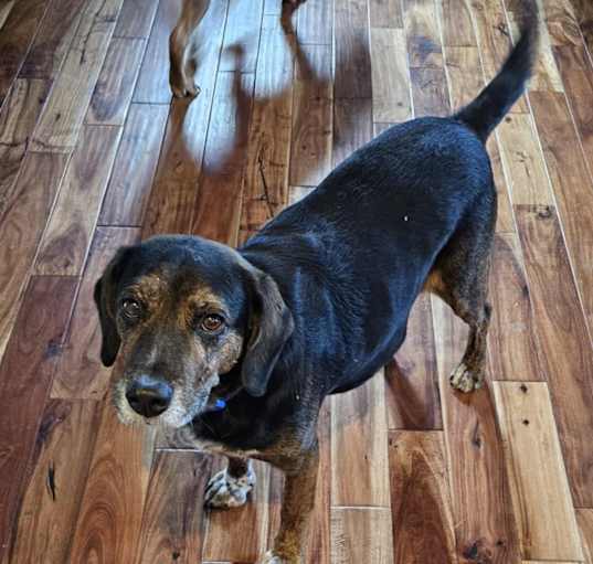 Photo of Rusty