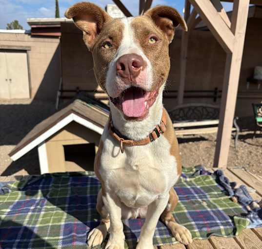 Photo of Butch