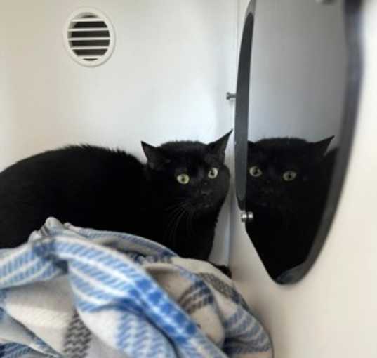 Photo of Black Kitty