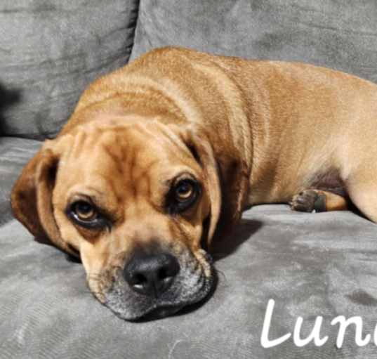 Photo of Luna
