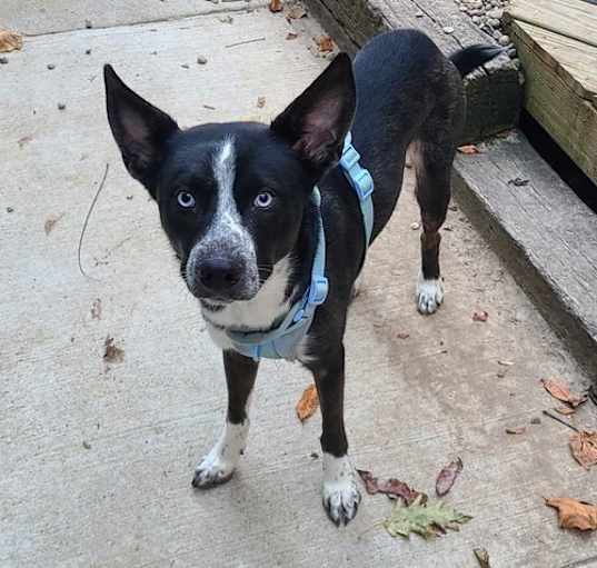 Photo of Atlas