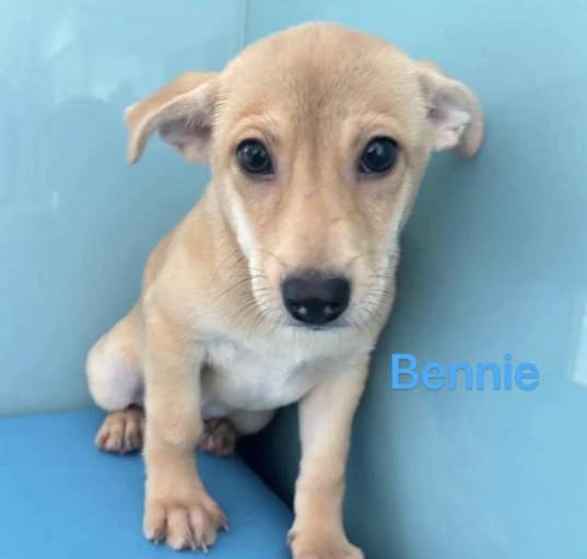 Photo of Bennie