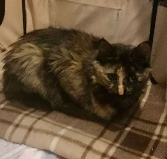 Photo of Bella