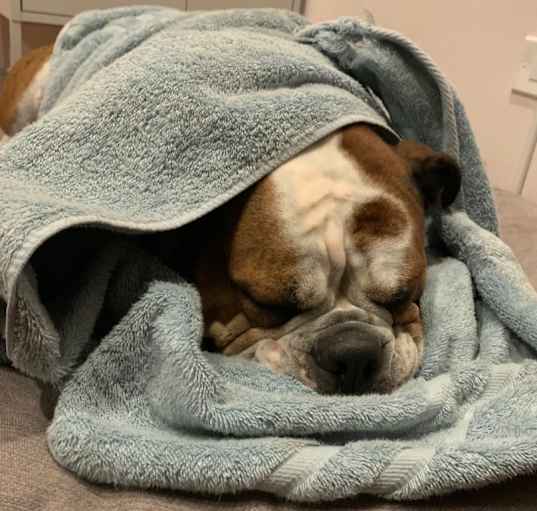 Photo of Toto