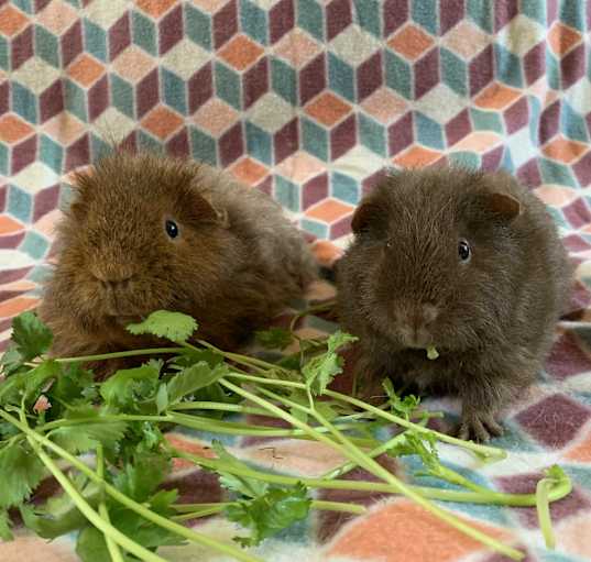 Photo of Daddy Texel and Son