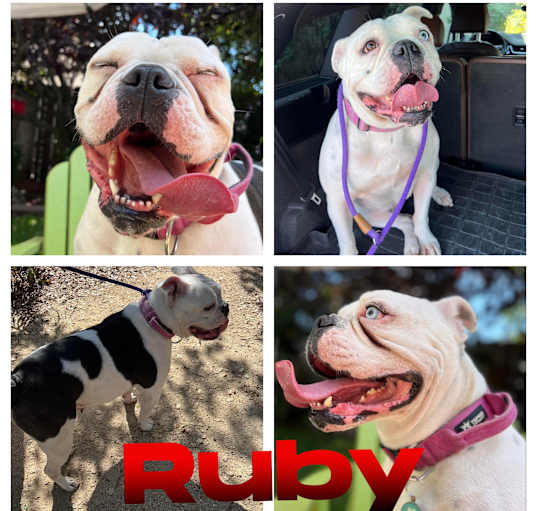 Photo of Ruby