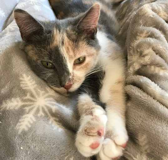 Photo of Rue