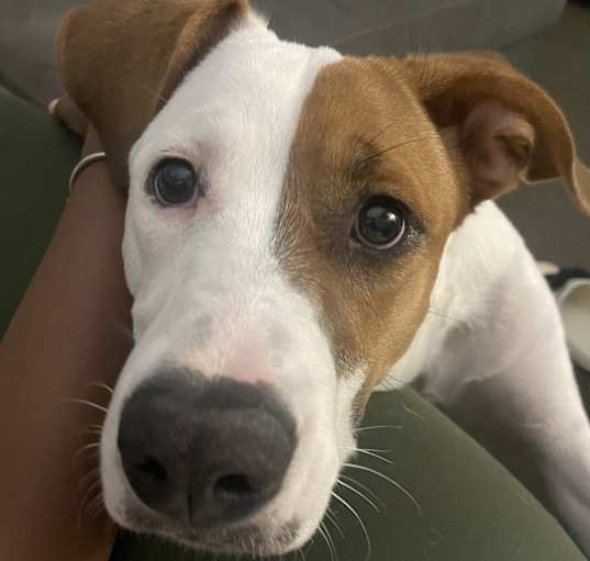 Photo of Athena