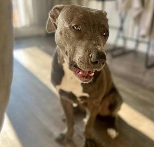 Photo of Bingo aka Hank