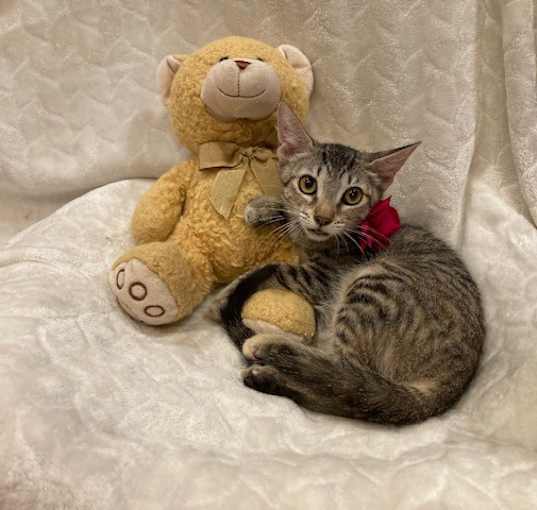 Photo of Tippy