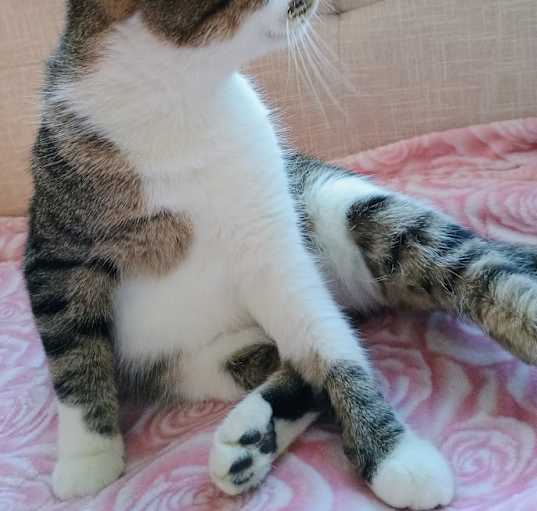 Photo of Rosie