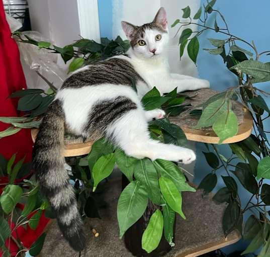 Photo of Kiwi