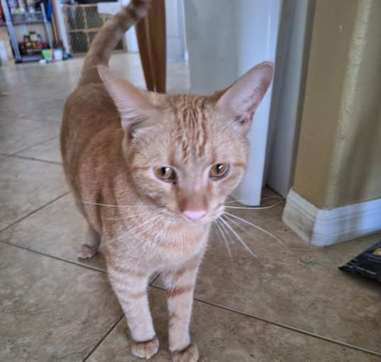 Photo of Joey
