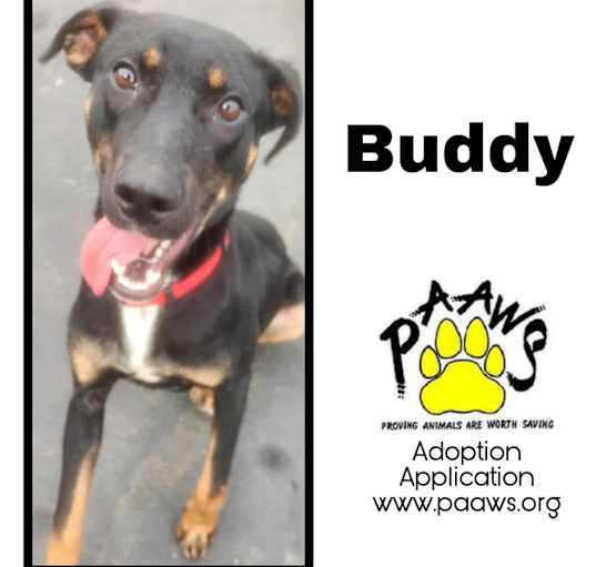 Photo of Buddy