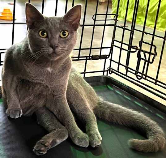 Photo of Kiwi 2 - ADOPTION PENDING!