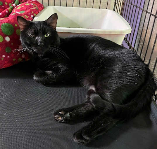 Photo of Momo - ADOPTION PENDING!