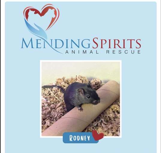 Photo of Rodney