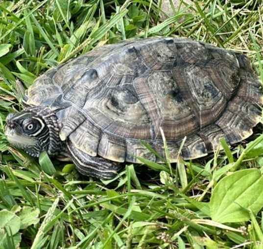 Photo of Raphael