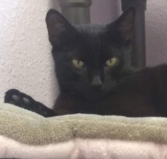 Photo of Brandy