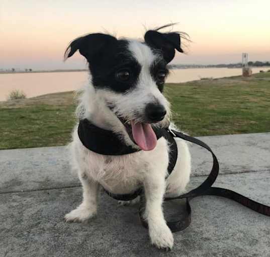 Photo of Jaxxon