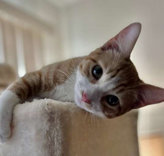 Photo of Oliver (bonded to Stormy)