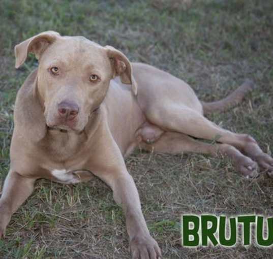 Photo of Brutus