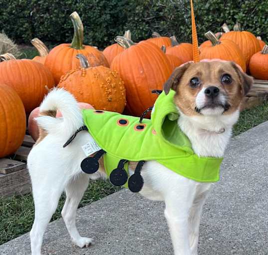 Photo of Toby