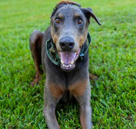 Photo of Indy